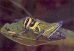 Langosta africana (Schistocerca gregaria)