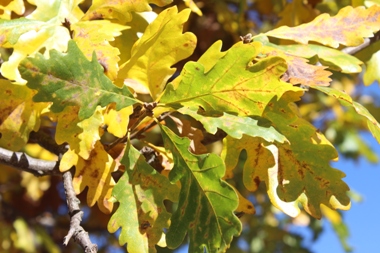 Quercus petraea en Palacios de la Sierra (Burgos) el día 05/11/2016