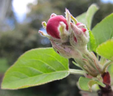 Inicio de la formación del órgano floral del manzano (yema roja)