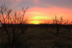 Amanecer en la Huerta