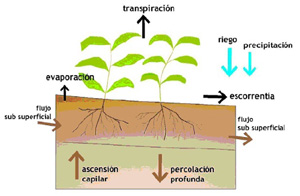 Esquema simplificado del balance de agua en el suelo