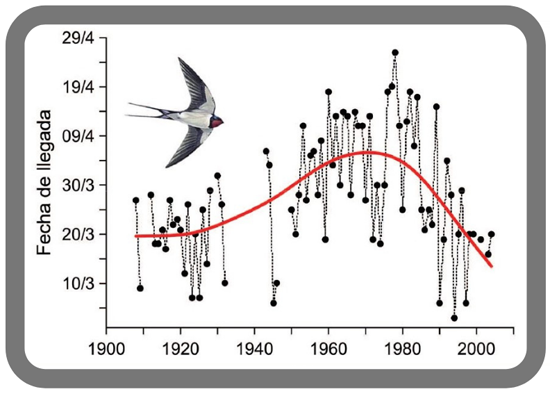 Serie fenológica de la llegada de la golondrina a Tortosa, la más larga conocida en España. Datos: Gordo y Sanz, 2005