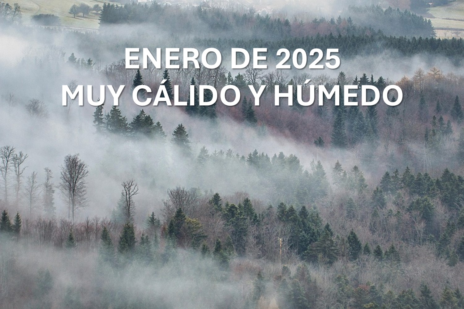 Enero de 2025, muy cálido y húmedo