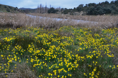 Narcisos en la ribera del Guadiana (Ciudad Real)