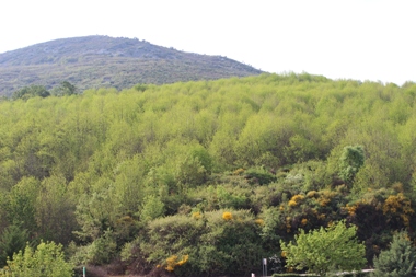 Comienzo de la foliación de los castaños en Castañar de Ibor (Cáceres) el día 13/04/2017