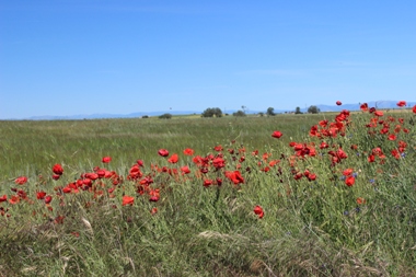 Campos en la alcarria de Valdegruda (Guadalajara); 30/05/19.