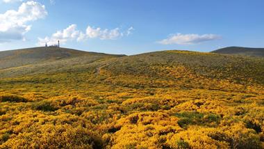 Piornal en la Sierra de Guadarrama, Junio 2021.