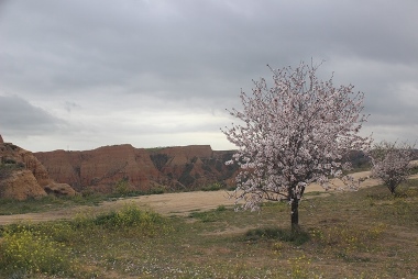 Inicio de la primavera temprana en las Barrancas de Burujón (embalse de Castrejón, Toledo) el día 25-02-2022.